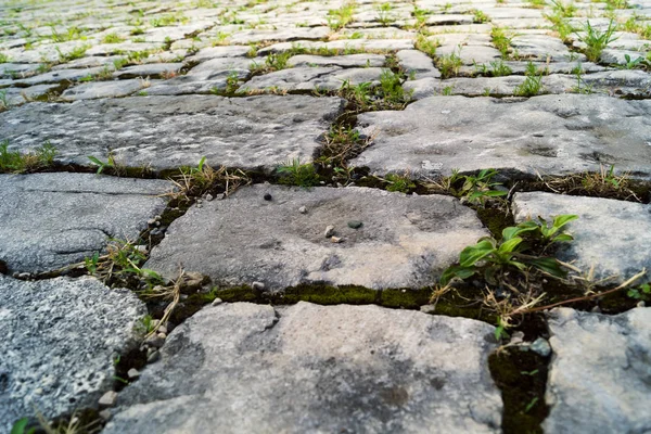 Camino Losas Piedra Plana Brotes Hierba Verde —  Fotos de Stock