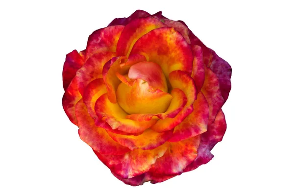 花玫瑰红橙色的颜色 绽放的玫瑰在白色背景被隔绝了 — 图库照片