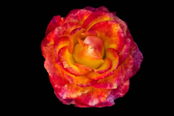 Red-orange rose on a black background. A flower of a gentle rose.