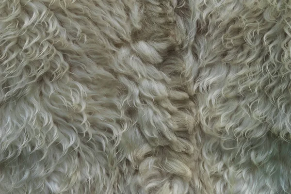 Skin White Fur Strands White Hair Unwashed Dirty Wool Sheep — Stock Photo, Image