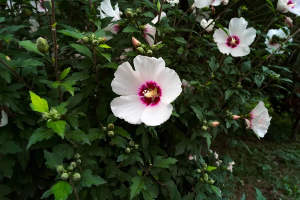 Fleurs Aux Pétales Blancs Milieu Rouge Sur Arbuste Vert — Photo