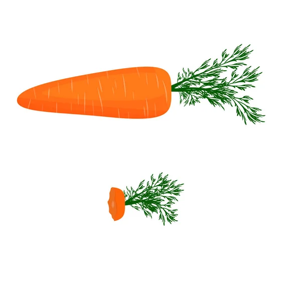 Yeşil yaprakları ile olgun havuç vektör görüntü. Geri kalanı havuç yemiş. Beyaz arka planda yalıtılmış.