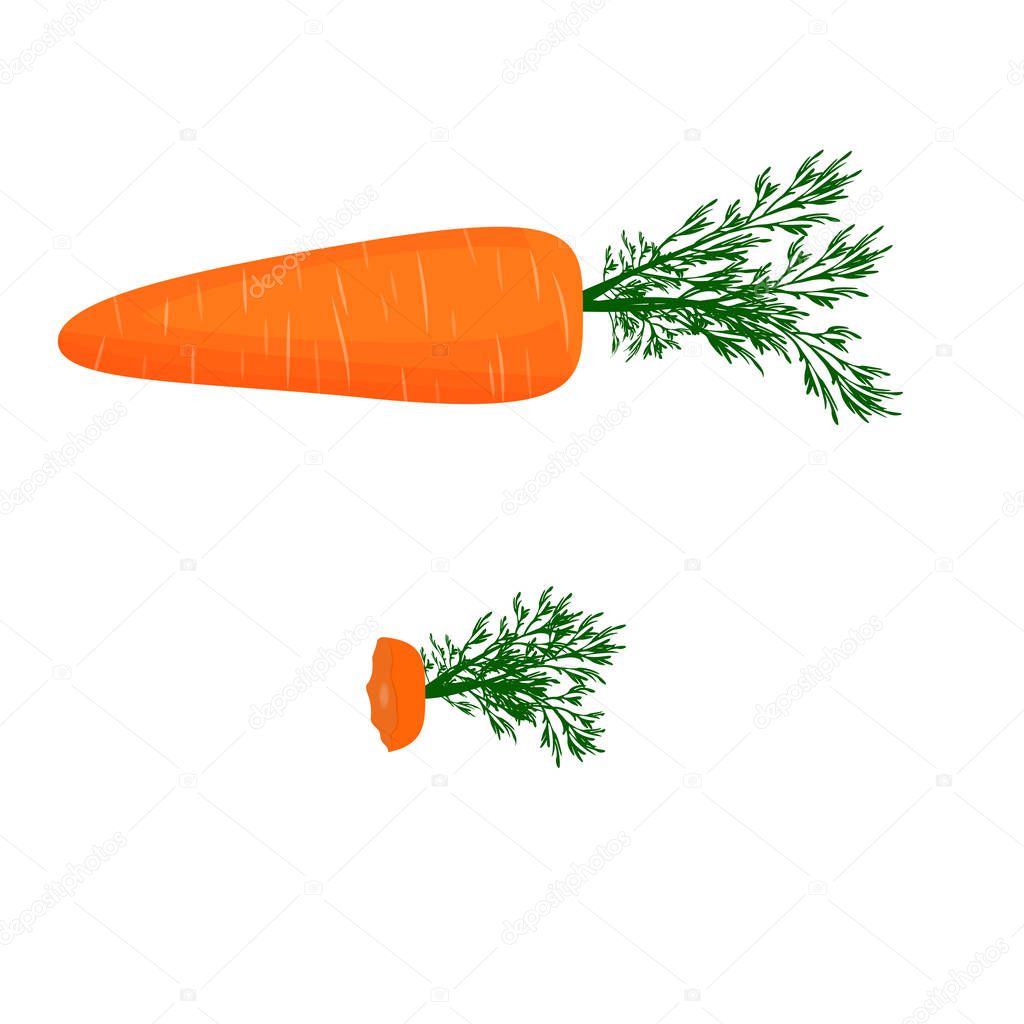 Vector image of ripe carrots with green leaves. The rest eaten carrots. Isolated on white background.