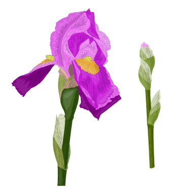 Iris çiçek yeşil kök ve unblown bud ile vektör görüntüsü. Beyaz arka plan üzerinde izole. Kumaş tasarım öğeleri. duvar kağıdı, baskı.