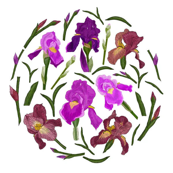 Iris Λουλούδια Φύλλα Και Μπουμπούκια Έναν Κύκλο Στοιχεία Για Βοτανικό — Διανυσματικό Αρχείο