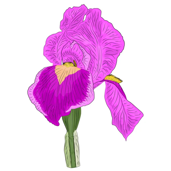 Λουλούδι Ίρις Στο Ρεαλιστικό Ύφος Διάνυσμα Απομονωμένο Αντικείμενο Λευκό Υπόβαθρο — Διανυσματικό Αρχείο