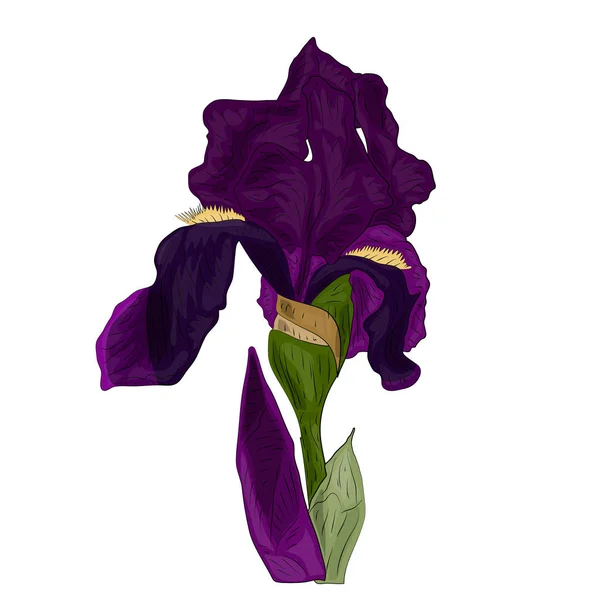 Flor Iris Púrpura Tallo Estilo Realista Vector Objeto Aislado Sobre — Archivo Imágenes Vectoriales