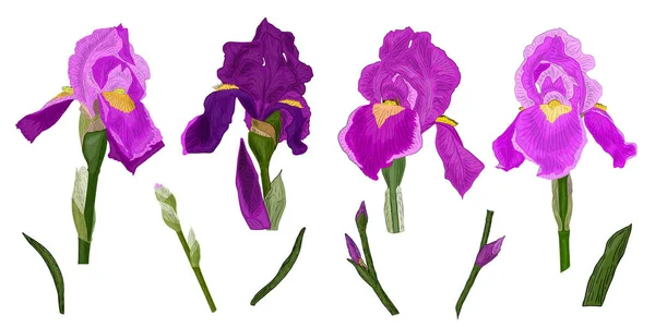 Μια Σειρά Από Λουλούδια Ίριδας Μωβ Χρώμα Πράσινο Φύλλα Μπουμπούκια — Διανυσματικό Αρχείο