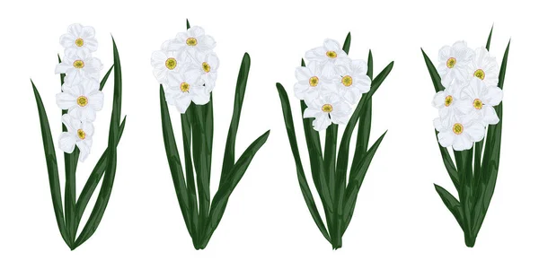 Arbustos Que Florecen Narcisos Con Hojas Verdes Imagen Vectorial Flores — Archivo Imágenes Vectoriales