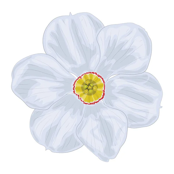 A vector image of a white narcissus flower with six petals. Isolated vector image of a spring flower on a white background.