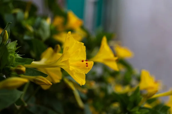 Yellow Flower Red Stamens Mrabilis Night Flower Landscape Design Garden — Stock Photo, Image