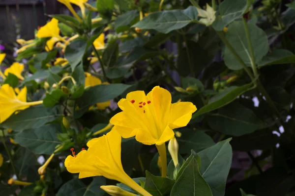Beautiful Yellow Night Flower-mirabilis. For Landscape design and garden decoration.