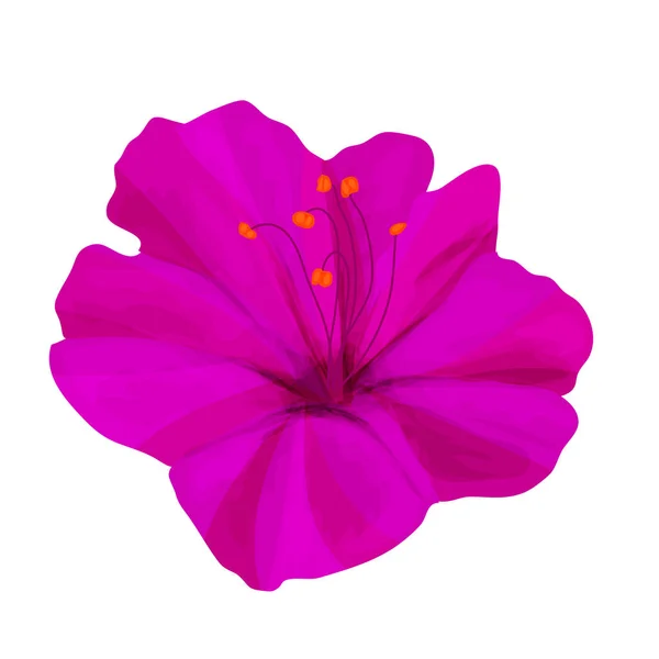 Jardín Flor Noche Mirabilis Color Lila Aislado Sobre Fondo Blanco — Vector de stock