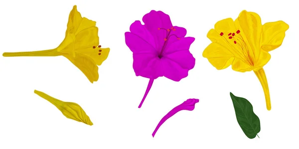 Ένα Σύνολο Λουλουδιών Μίμιλλις Κλειστά Μπουμπούκια Και Πράσινο Φύλλο Κίτρινο — Διανυσματικό Αρχείο
