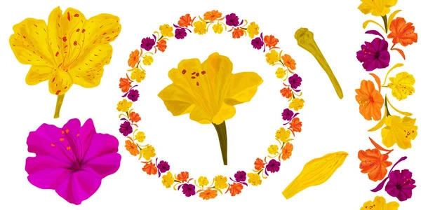 Set Para Ornamentación Botánica Flores Mirabilis Color Amarillo Lila Cepillo — Archivo Imágenes Vectoriales