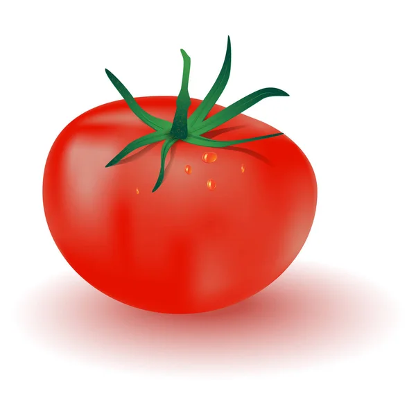Realistisches Vektorbild Einer Tomate Mit Grünen Blättern Und Wassertropfen Und — Stockvektor