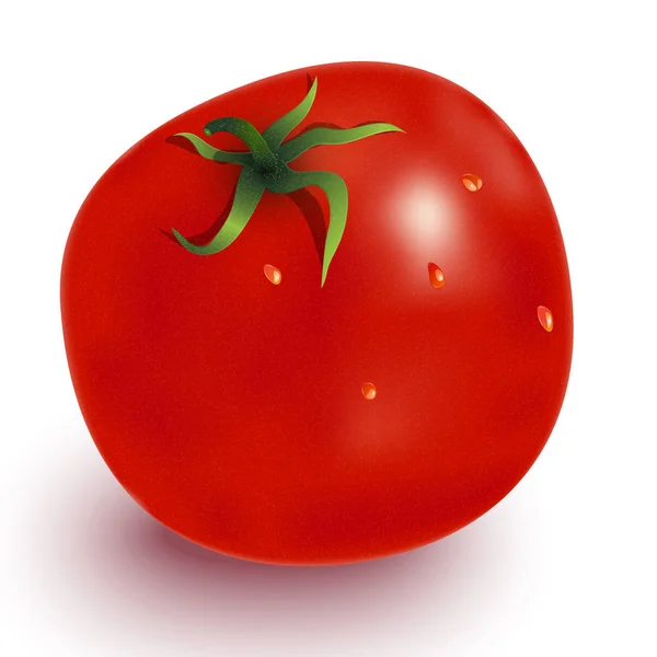 Wektor Realistyczny Obraz Czerwonego Pomidora Cienia Podkreśla Krople Wody Zielone — Wektor stockowy