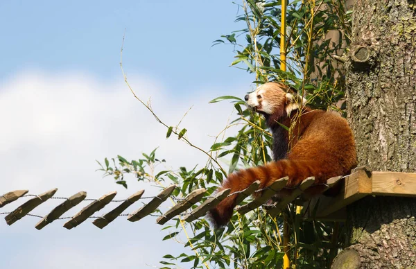 Röd Panda Äter Bambu Ett Stort Träd — Stockfoto