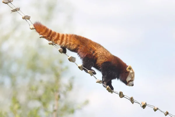 Red Panda High Trees Awake — Stock Photo, Image