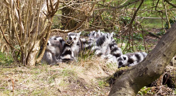 Lémur Cola Anillada Lemur Catta Grupo Árbol Disfrutando Del Sol — Foto de Stock