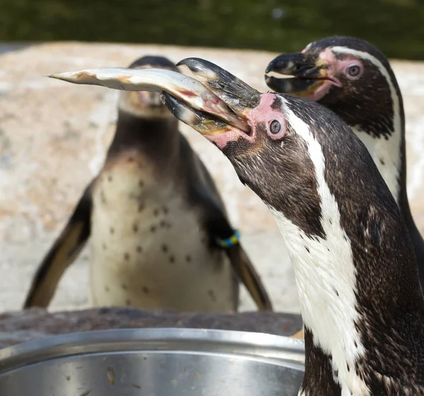 Pinguin Being Fed Human — Stock Photo, Image