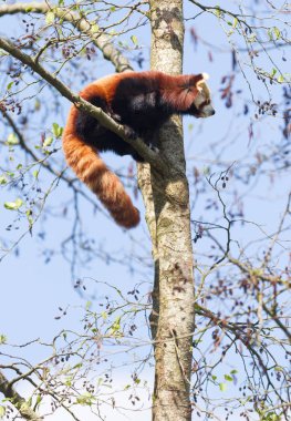 Kırmızı panda ağaçlarda - yüksekte uyanık