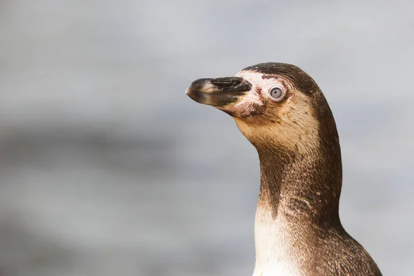 Pinguin Bir Insan Tarafından Beslenen Ediliyor — Stok fotoğraf