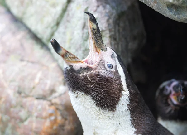 Pinguin Está Siendo Alimentado Por Humano —  Fotos de Stock