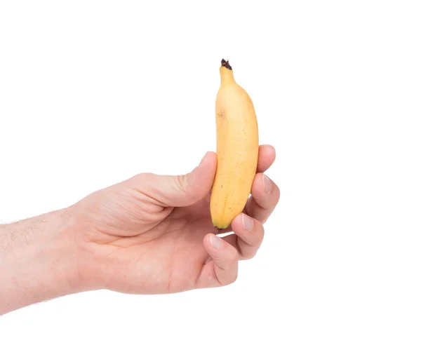 Pequena Banana Tropical Uma Mão Isolada Branco — Fotografia de Stock