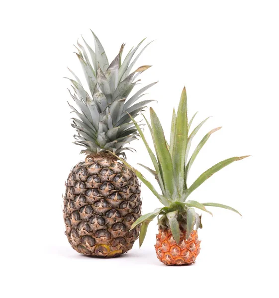 Mini Ovocné Ananas Jeden Velký Izolované Bílém Pozadí — Stock fotografie