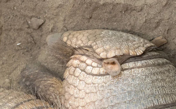 Sleeping Armadillo Chaetophractus Villosus Resting Sand Selective Focus Eye — Stock Photo, Image