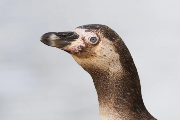 Pinguin Matas Människa — Stockfoto