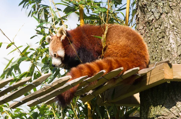 Vermelho Panda Comer Bambu Uma Grande Árvore — Fotografia de Stock