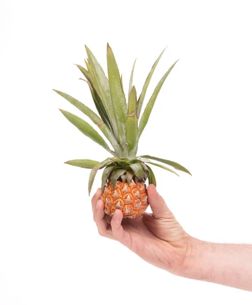 Mini Fruit Pineapple Isolated White Background — Stock Photo, Image