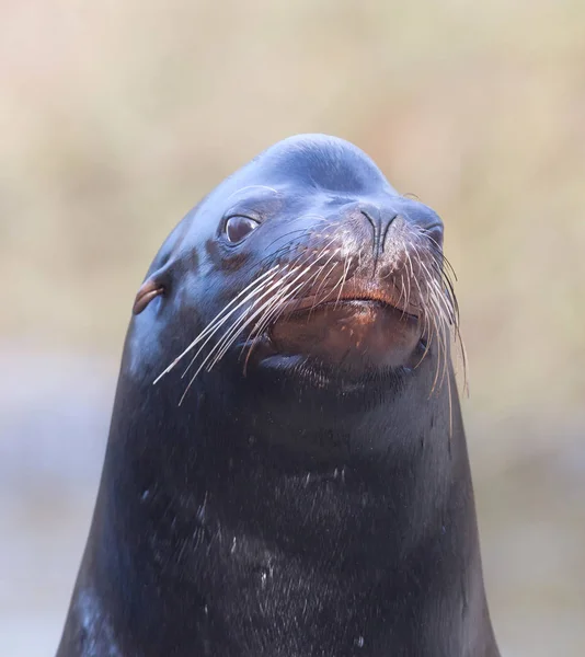 Deniz Aslanı Closeup Eğlenmek Için Bekliyor — Stok fotoğraf