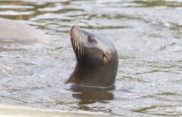 Seelöwe Schwimmt Kalten Wasser Winterzeit — Stockfoto