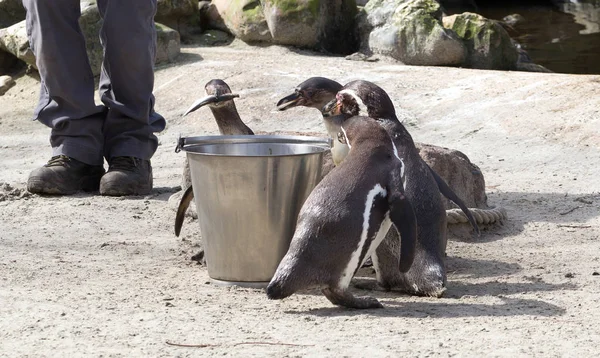 Pinguin Wordt Gevoed Door Een Mens — Stockfoto