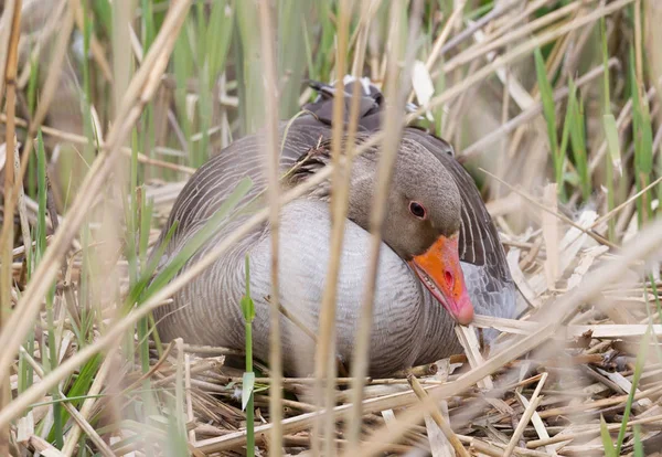 Greylag 鹅坐在巢 隐藏在芦苇 — 图库照片