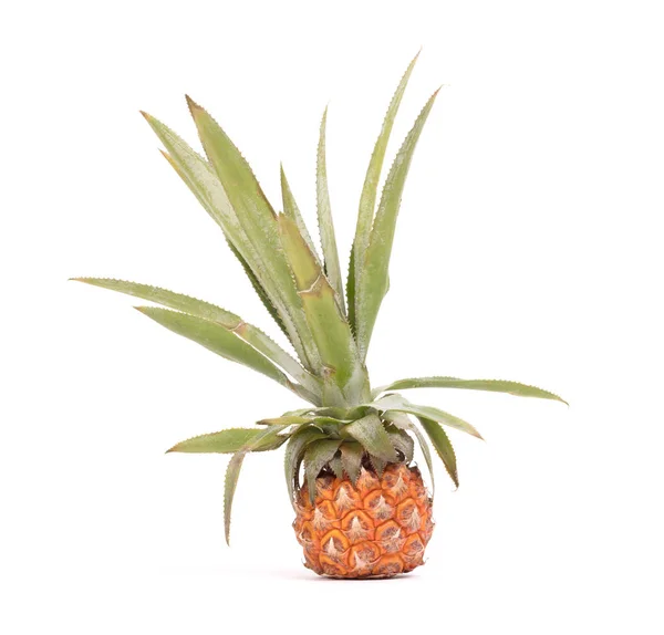 Mini Fruit Pineapple Isolated White Background — Stock Photo, Image