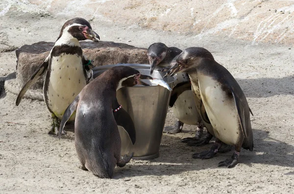 Pinguin Wird Von Einem Menschen Gefüttert — Stockfoto