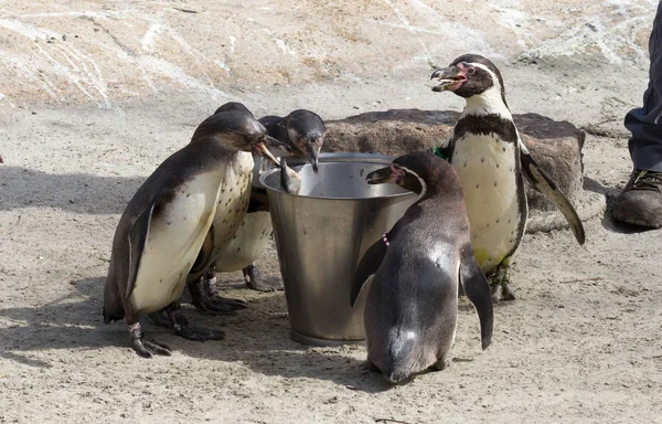 Pinguin Wird Von Einem Menschen Gefüttert — Stockfoto