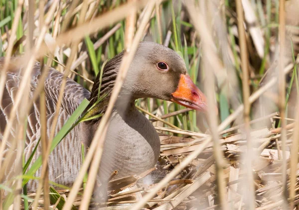 Greylag Goose Sitting Nest Hidden Reeds — Stock Photo, Image