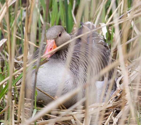 Greylag 鹅坐在巢 隐藏在芦苇 — 图库照片