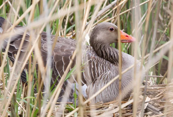 Grauwe Gans Zittend Een Nest Verborgen Het Riet — Stockfoto