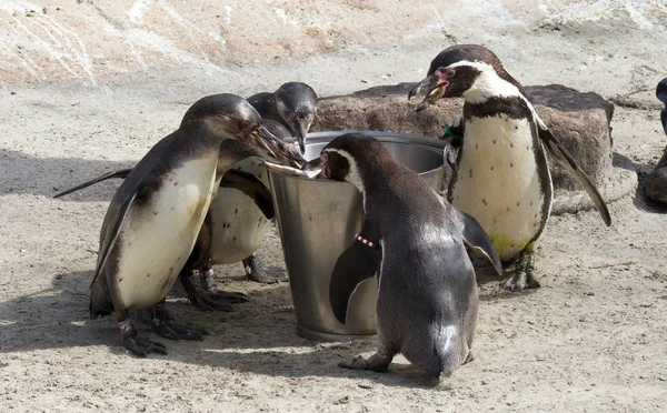 Pinguin Wird Von Einem Menschen Gefüttert — Stockfoto