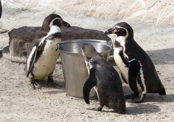 Pinguin Wird Von Einem Menschen Gefüttert — Stockfoto