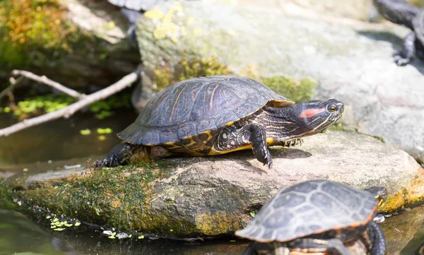 Tortuga Pantano Europea Emys Orbicularis Enfoque Selectivo Los Ojos —  Fotos de Stock