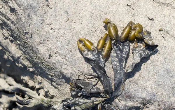 Algas Marinhas Costa Waddensea Países Baixos — Fotografia de Stock