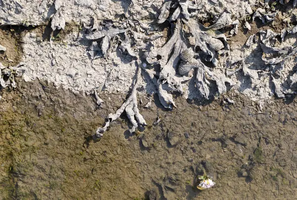 Seaweed Coast Waddensea Netherlands — Stock Photo, Image