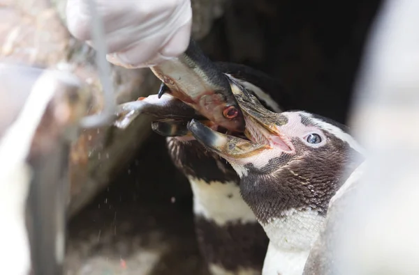 Pinguin Está Siendo Alimentado Por Humano —  Fotos de Stock